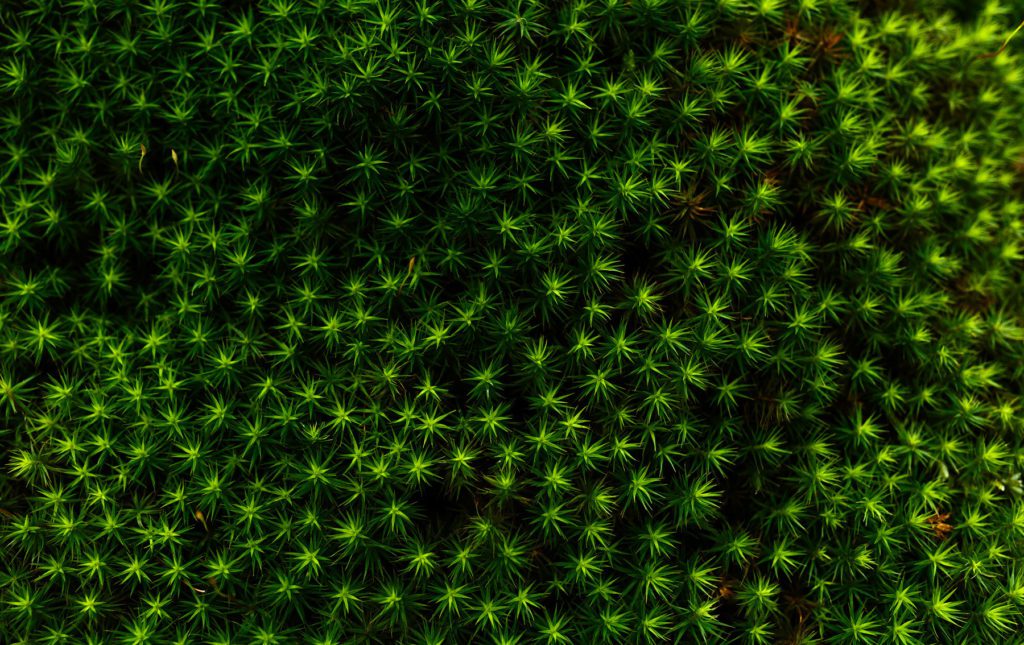 Photographe pour projets écologiques 4 Traduire en images Nature Mystique Photographie 039 Photographe pour projets écologiques