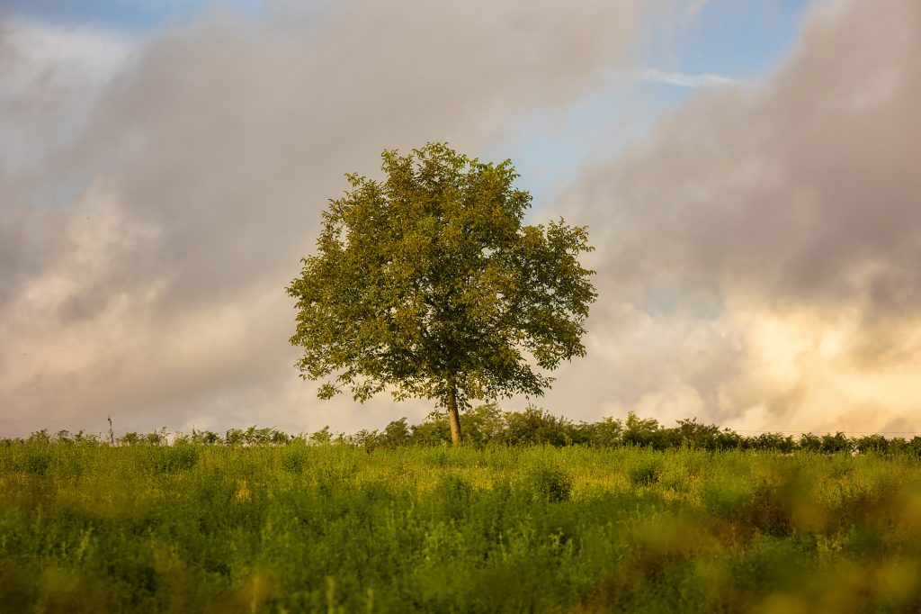 Photographe paysage aveyron