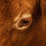 Photographe agricole Aveyron - vaches
