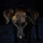 Top photographes animaliers
