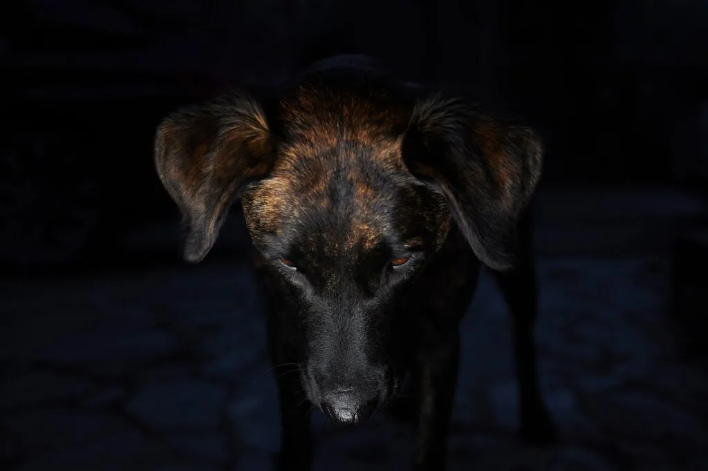Top photographes animaliers