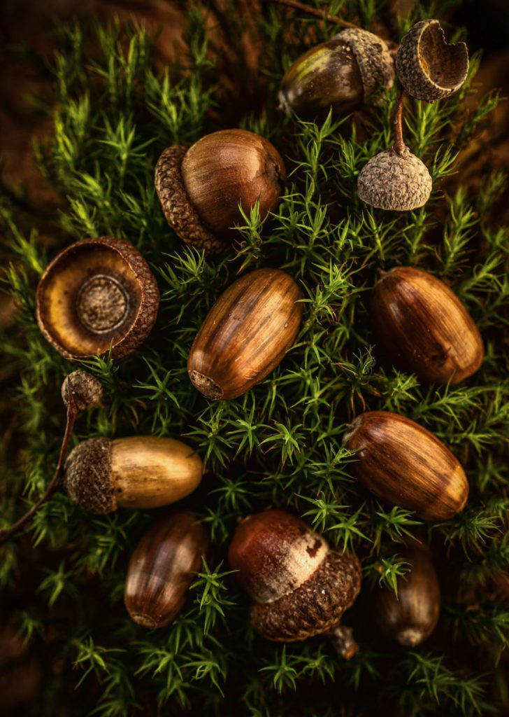 Photographe corporate pour les entreprises 10 Photographe Corporate - expert en image Nature Mystique Photographie 104 1092x1536 1 Photographe corporate pour les entreprises