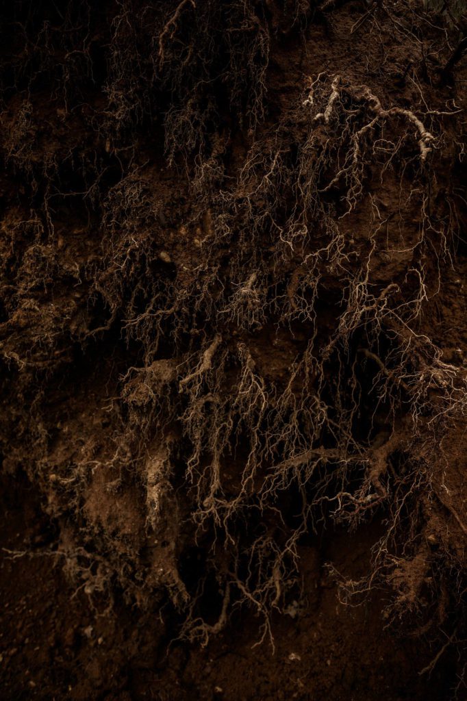 Nature Mystique Photographie 120 Photographe corporate pour les entreprises