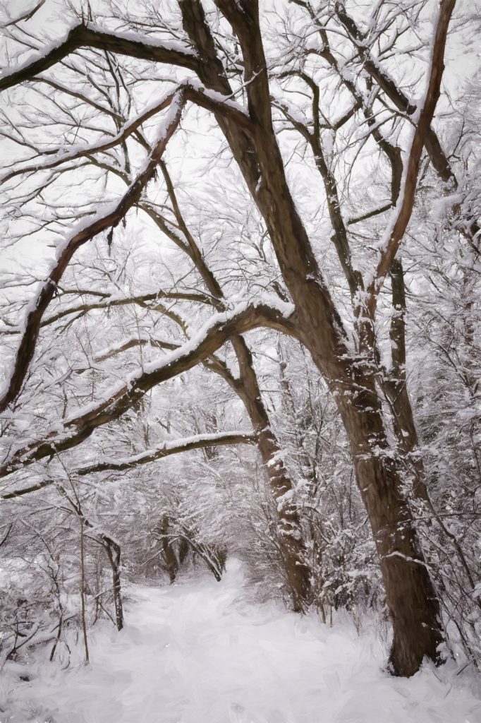 Nature Mystique Photographie 127 Photographe corporate pour les entreprises