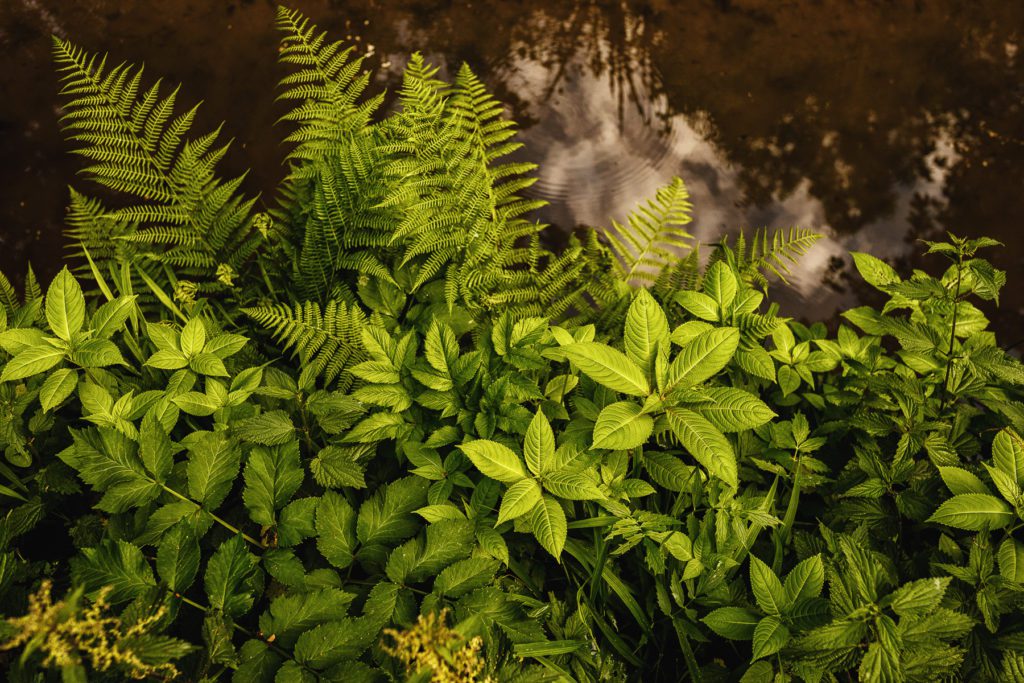 Photographe de Nature et Paysage.